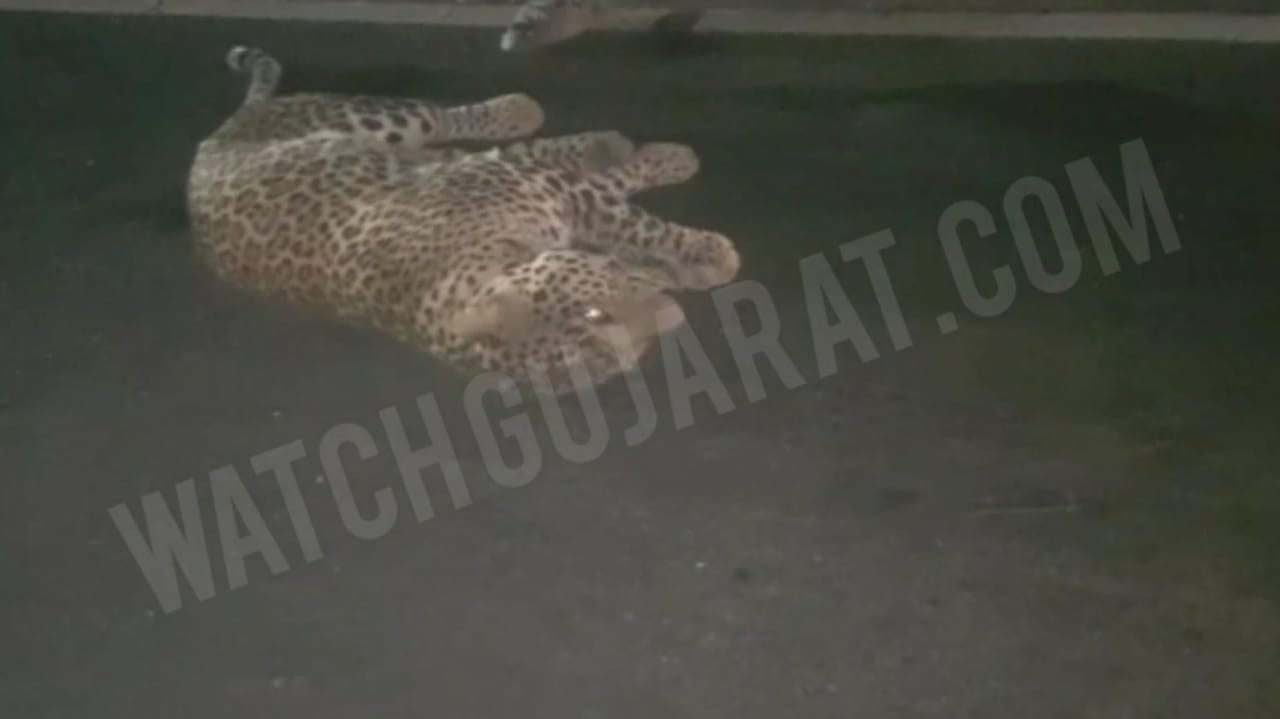 Leopard Injured in Road Accident