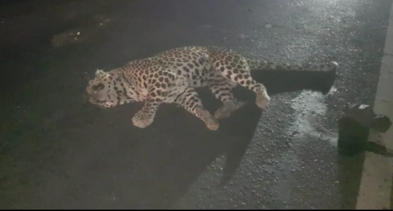 Leopard Injured in road Accident