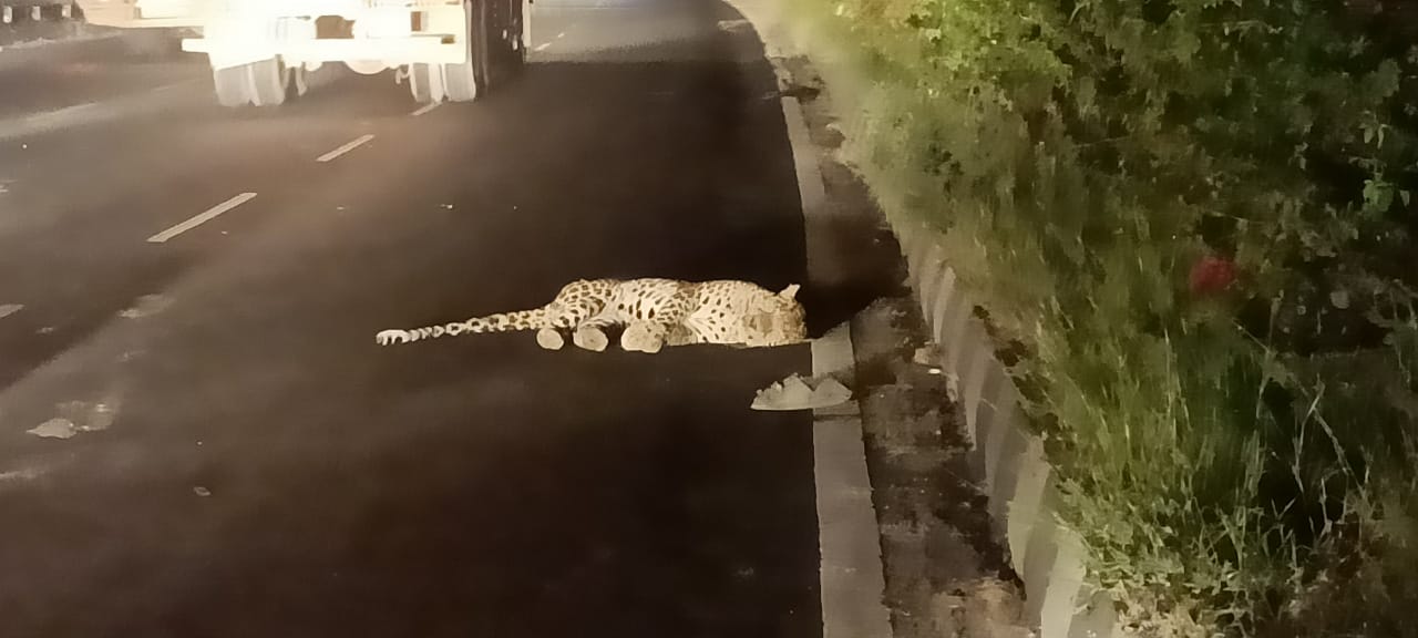 Leopard Injured in road Accident